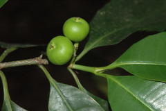 Excoecaria robusta